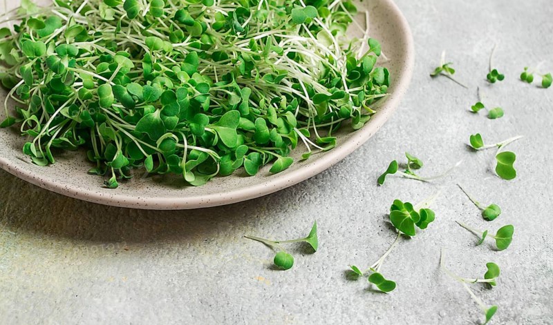Fresh micro-greenery, on a plate, top view, no people