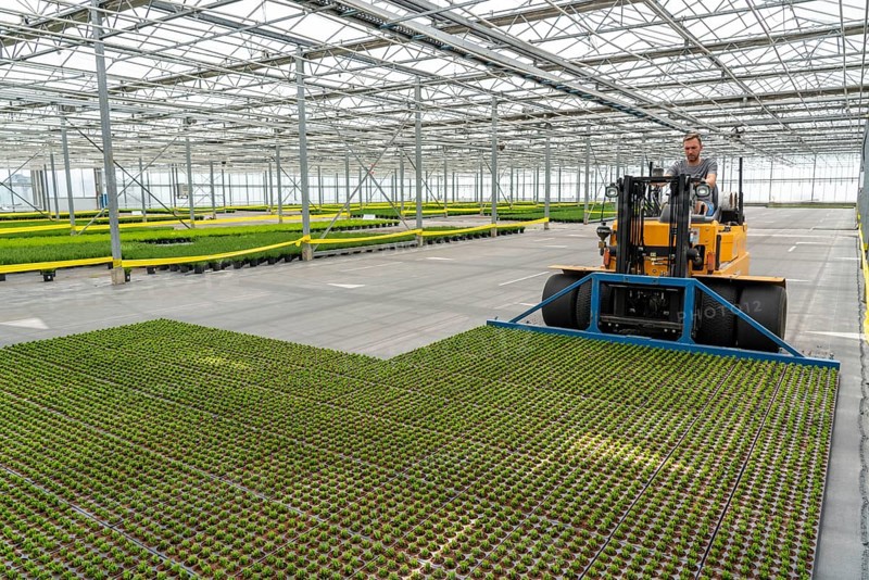 Horticultural business, cuttings, heather, heather plants, Calluna vulgaris, are transported after growing and repotting, into a greenhouse, for further growth, North Rhine-Westphalia, Germany, Europe