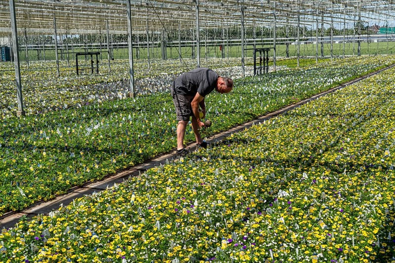 Horticultural business, greenhouse, various types of potted plants are grown here to be sold in flower shops, supermarkets, DIY stores, garden centres, North Rhine-Westphalia, Germany, Europe