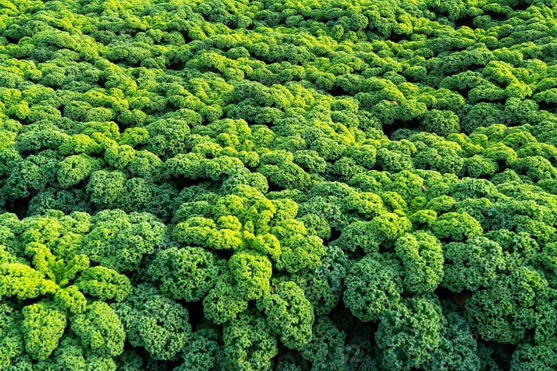 Kale field, growing area in the south of Düsseldorf, Volmerswerth district, on the Rhine, North Rhine-Westphalia, Germany, Europe