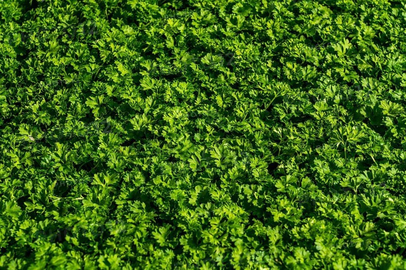 Agriculture, herb gardening, parsley plants, in a field, with a planting machine, in rows, planted, young plants in boxes
