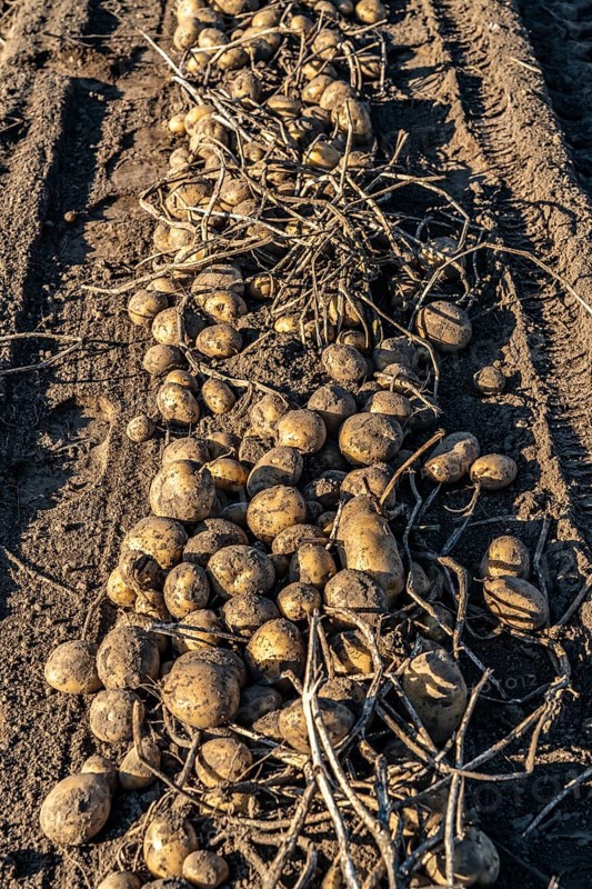 Potato harvest, Melodie variety, so-called split harvesting method, first the tubers are taken out of the ground with a row planter, then, after a short drying phase, collected and loaded with a bunker harvester, North Rhine-Westphalia, Germany, Europe