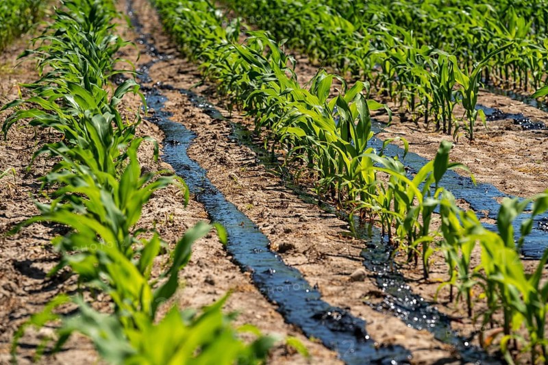 A maize field, with young plants, is fertilised with liquid manure, near Geldern, North Rhine-Westphalia, Germany, Europe