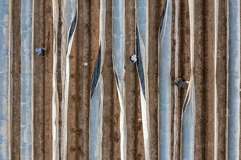 Asparagus harvest in the Rhineland, asparagus pickers at work in an asparagus field covered with plastic sheeting to allow the asparagus to grow better in the cold spring, Dormagen-Broich, North Rhine-Westphalia, Germany, Europe