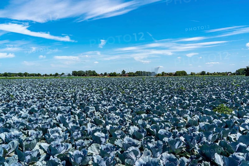 Vegetable cultivation, field with red cabbage, red cabbage, near Krefeld, North Rhine-Westphalia, Germany, Europe