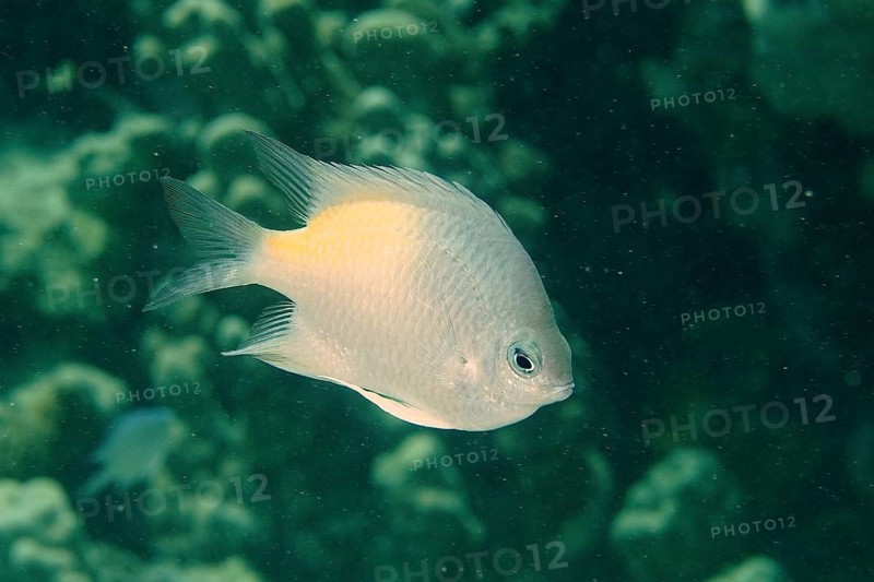Yellow-sided damselfish (Amblyglyphidodon flavilatus), dive site House Reef, Mangrove Bay, El Quesir, Red Sea, Egypt, Africa