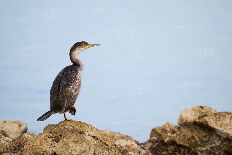 Common shag (Gulosus aristotelis) juvenile, Istria, Croatia, Europe