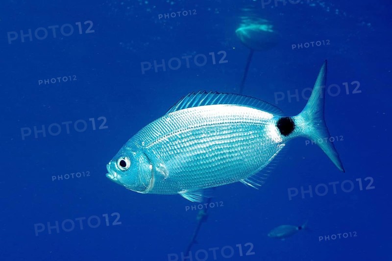 Banded seabream (Oblada melanura) in the Mediterranean Sea near Hyères, dive site Port Cros Marine Protected Area, Côte d'Azur, France, Europe