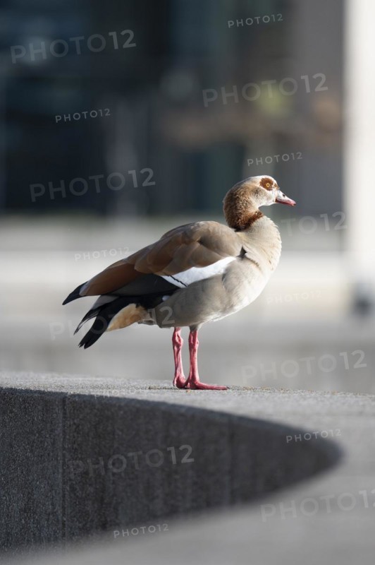 Nile Goose (Alopochen aegyptiaca, standing on a grey concrete wall, which is bent in a semicircle, looking to the right, profile view, in the background the blurred window front of a café, Phoenix Lake, Dortmund, Germany, Europe