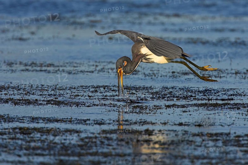 Tricolored heron (Egretta tricolor), foraging, Viera Wetlands, Sanibel Island, Florida, USA, North America