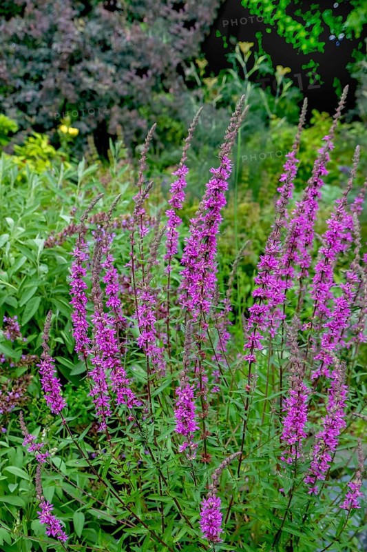 Purple loosestrife (Lythrum salicaria), North Rhine-Westphalia, Germany, Europe