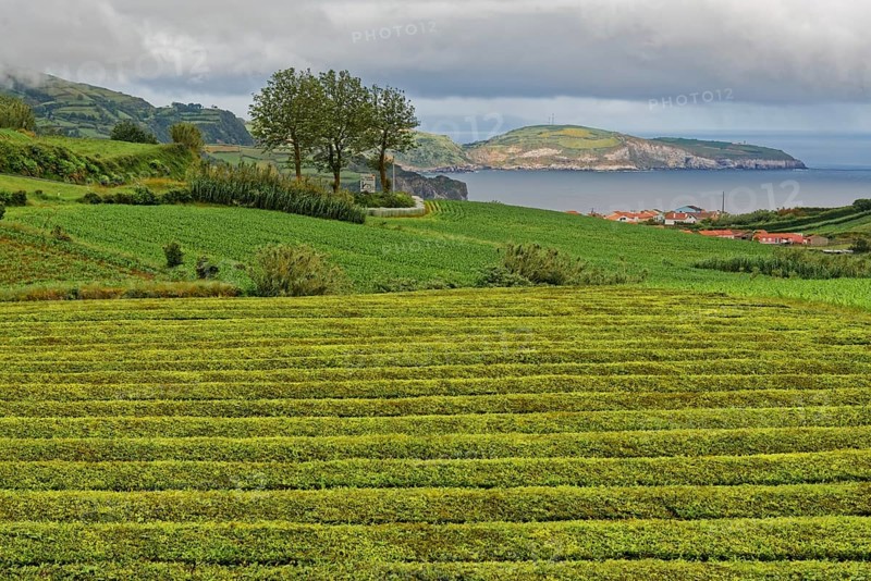 View of a green tea plantation with the ocean in the background and hilly landscape, tea cultivation and production Cha Gorreana near Sao Bras, Sao Miguel, Azores, Portugal, Europe