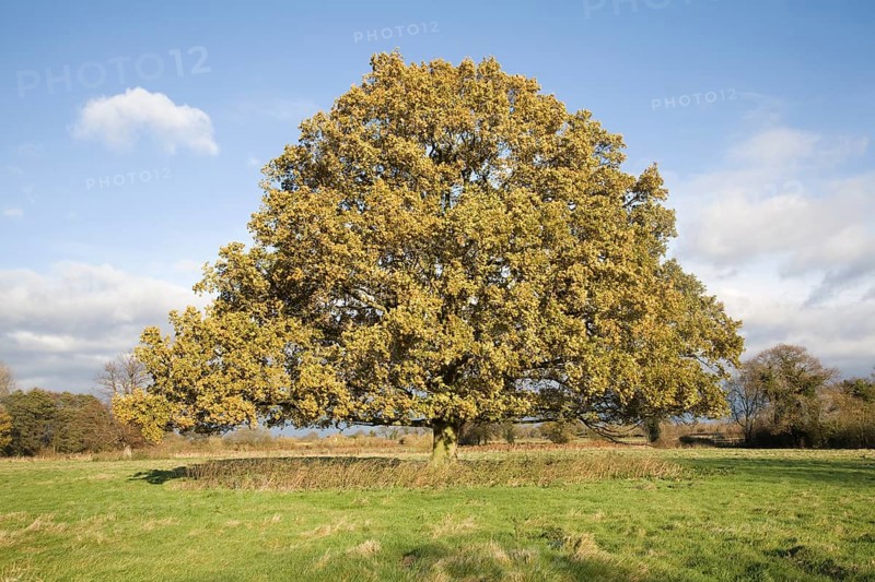 English oak (Quercus robur) tree standing alone in field in autumn leaf, Sutton, Suffolk, England, United Kingdom, Europe