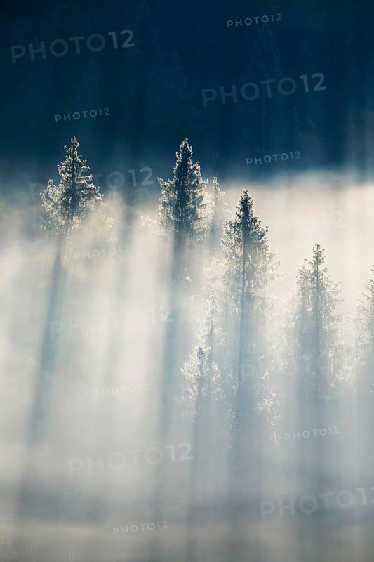 Fog and forest in Oberägeri in the canton of Zug, Switzerland, Europe