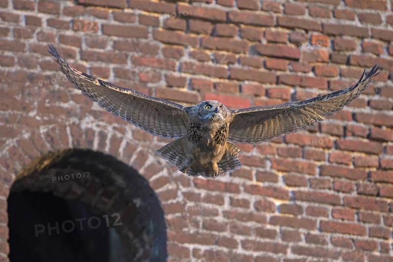 Eurasian eagle-owl (Bubo bubo), fledgling, making its first attempts at flight, industrial wasteland, Ewald colliery, Herten, Ruhr area, North Rhine-Westphalia, Germany, Europe