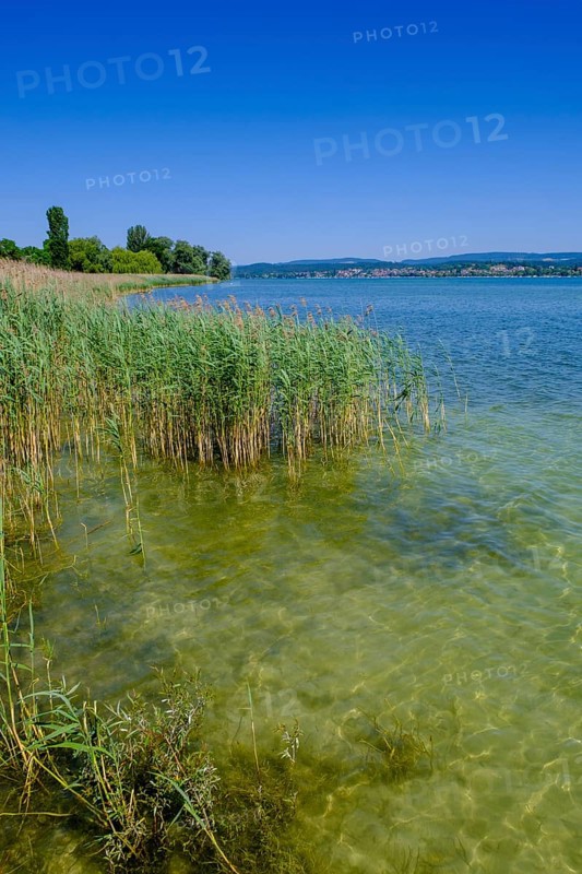 Lake Constance near Oberzell, Reichenau Island on Lake Constance, Baden-Württemberg, Germany, Europe