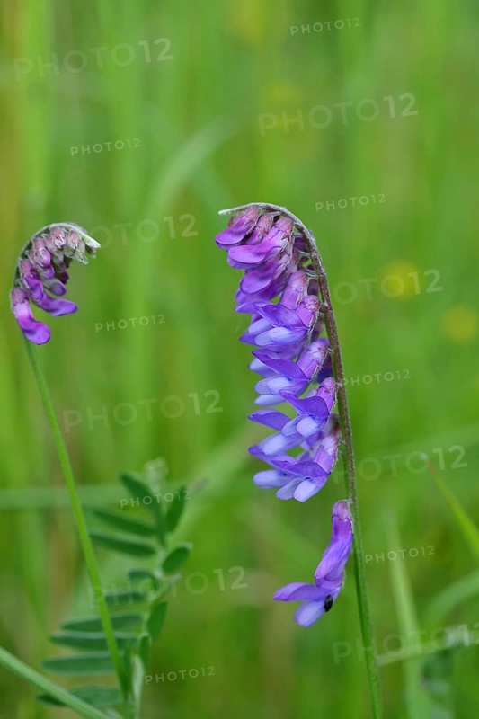 Common vetch (Vicia caracca), butterfly flower family (Fabaceae), blue flower at the edge of a field path, Wilnsdorf, North Rhine-Westphalia, Germany, Europe