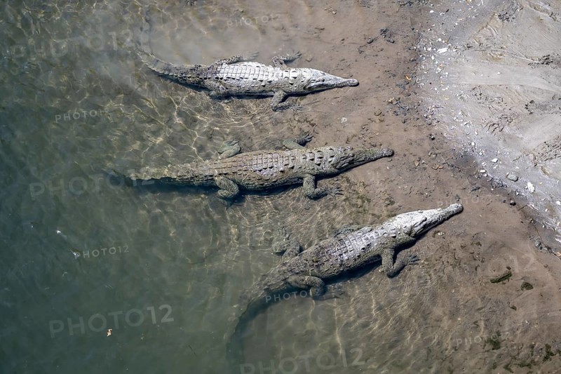 American crocodile (Crocodylus acutus) swimming in the water, from above, Rio Tarcoles, Carara National Park, Puntarenas Province, Costa Rica, Central America