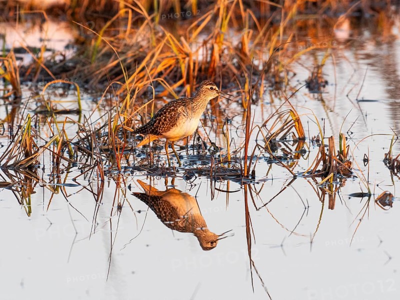 Wood sandpiper (Tringa glareola), Wood Sandpiper adult, calling at edge of lake, at sunset, Pokka, Finnish Lapland