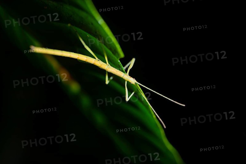 Stick insect (Phasmatodea) sitting on a leaf, at night in the tropical rainforest, Refugio Nacional de Vida Silvestre Mixto Bosque Alegre, Alajuela province, Costa Rica, Central America