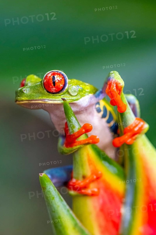 Red-eyed tree frog (Agalychnis callidryas), sitting on the blossom of a false bird-of-paradise (Heliconia), Heredia province, Costa Rica, Central America