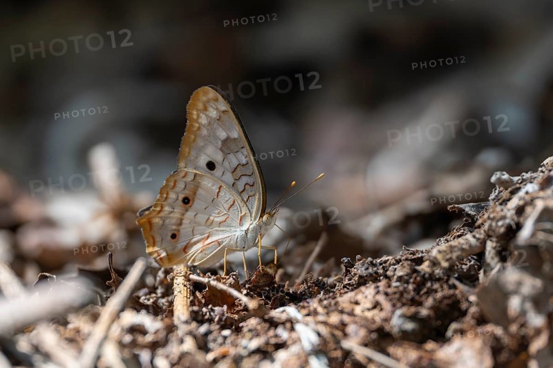 Anartia jatrophae, white butterfly sitting on the forest floor, Carara National Park, Tarcoles, Puntarenas Province, Costa Rica, Central America
