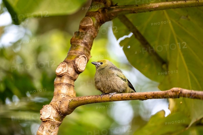 Palm tanager (Thraupis palmarum), sitting on a branch, Monteverde cloud forest, Monte Verde, Costa Rica, Central America