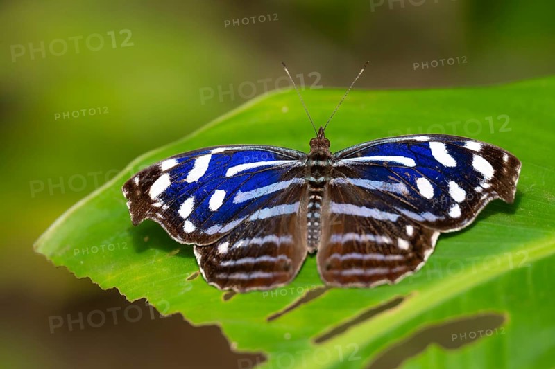 Spotted fritillary (Myscelia cyaniris), blue and white butterfly sitting on a leaf, Alajuela province, Costa Rica, Central America