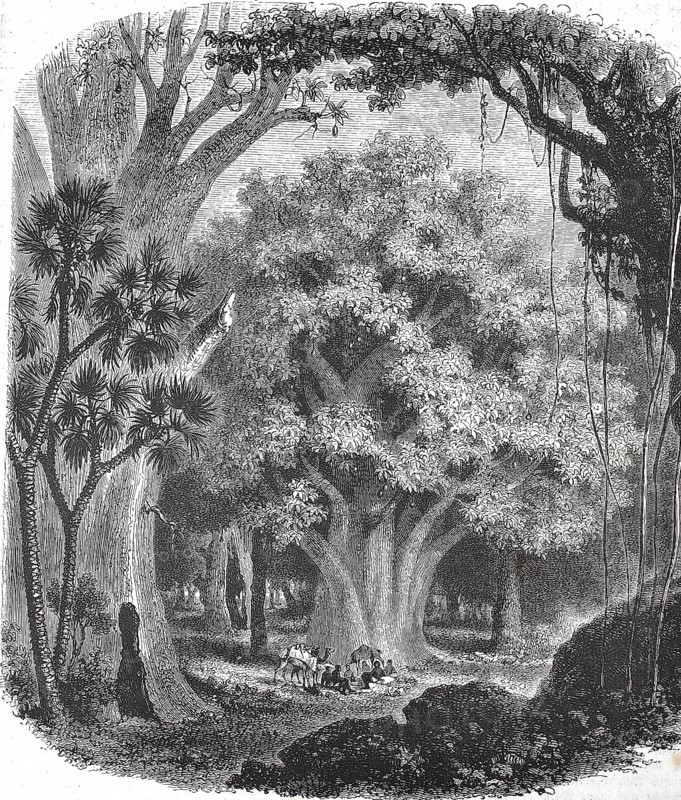 Historic, digitally restored reproduction from a 19th century original, Record date not stated, Scene from the African jungle after the 1855 performance, Baobab tree