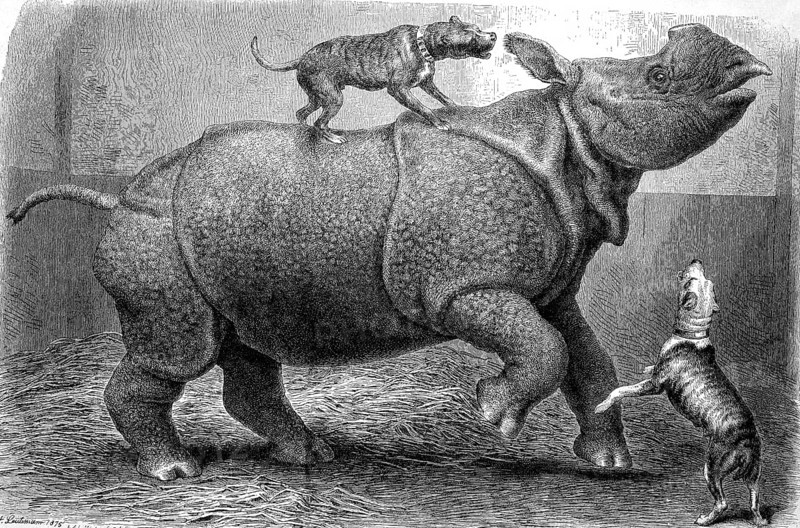 Rhinoceros in the zoo being harassed by playing dogs, Historical, digitally restored reproduction from a 19th century original, Record date not stated