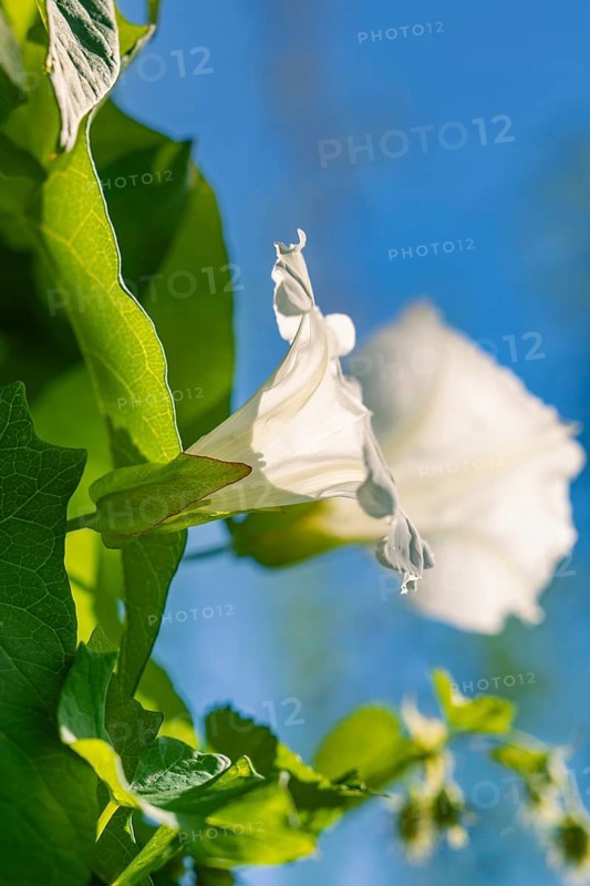 Close-up of a white flower with green leaves in the background and blue sky, Hopfengarten, Hochdorf, Black Forest, Germany, Europe