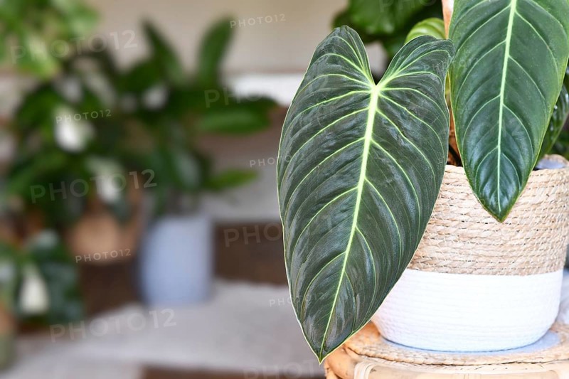 Exotic 'Philodendron Melanochrysum' houseplant with long velvet leaves in flower pot on table in living room