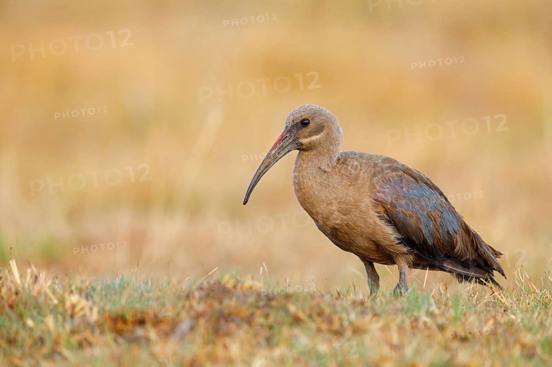 Hagedash, Hadada Ibis, (Bostrychia hagedash), Ibis, Wakkerstrom surroundings, Wakkerstrom, Mpumalanga, South Africa, Africa