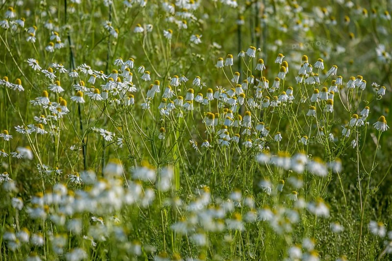 A field full of blooming camomile flowers in a green meadow under bright sunlight, Münsterland, North Rhine-Westphalia, Germany, Europe