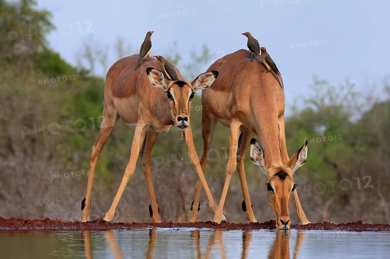 Black heeler antelope (Aepyceros melampus), adult, female, two females, at the water, drinking, with red-billed oxpecker (Buphagus erythrorhynchus), symbiosis, Kruger National Park, Kruger National Park, Kruger National Park South Africa
