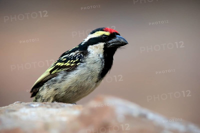 Red-fronted Barbet (Tricholaema leucomelas), adult, on rocks, Mountain Zebra National Park, Eastern Cape, South Africa, Africa