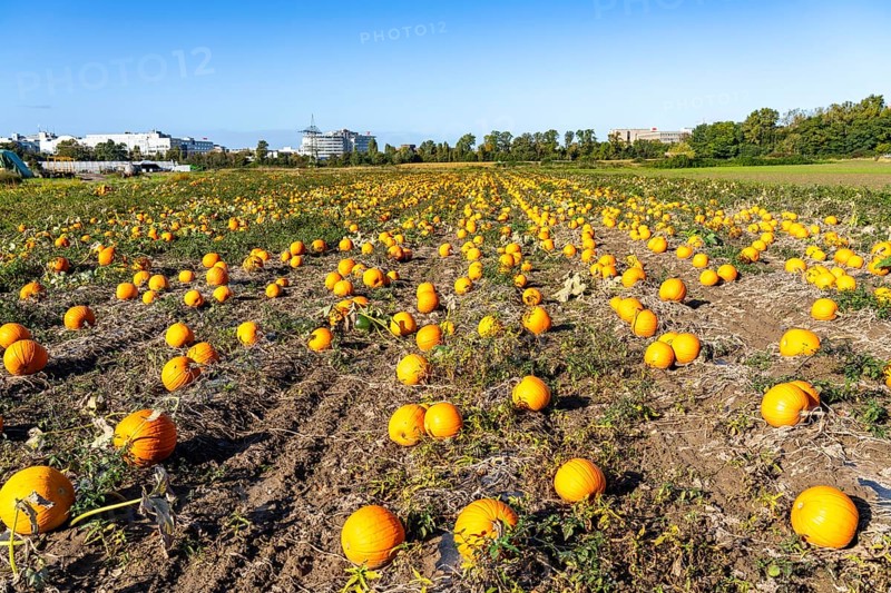 Pumpkin field, ripe pumpkins, shortly in front of harvest, near Neuss, North Rhine-Westphalia, Germany, Europe