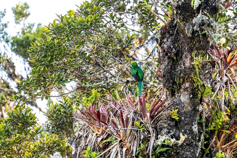 Resplendent quetzals (Pharomachrus mocinno) sitting on a tree in the cloud forest, Parque Nacional Los Quetzales, Costa Rica, Central America