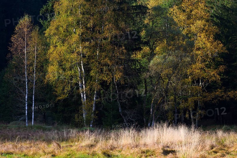 Downy birches (Betula pubescens) in autumn, morning light, Klosterfilz Moor, Bavarian Forest National Park, Bavaria, Germany, Europe