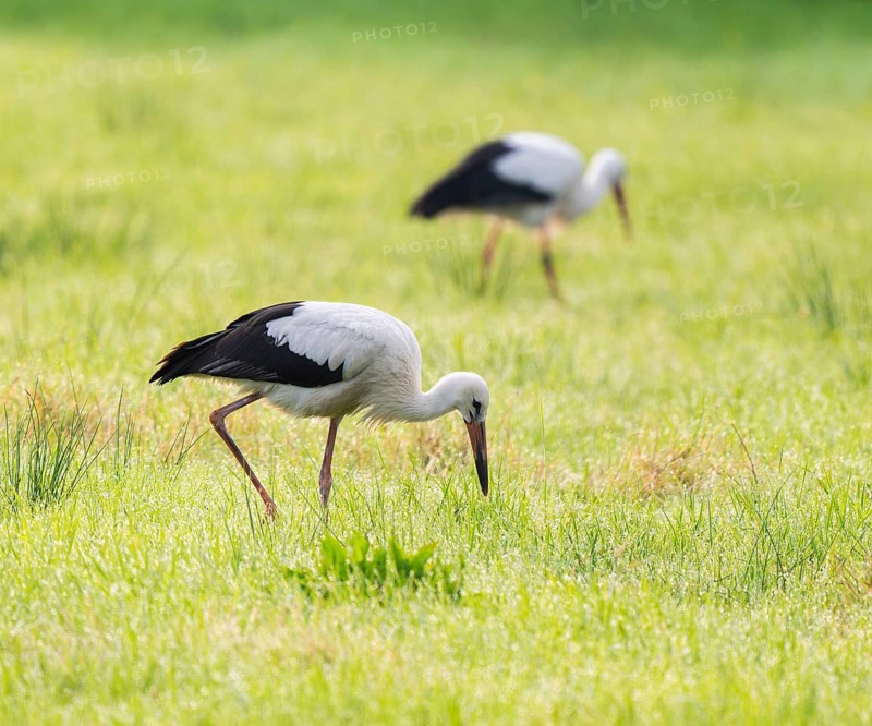 White storks (Ciconia ciconia) foraging in a meadow in the early morning, dew beads on the grass, Lower Saxony, Germany, Europe