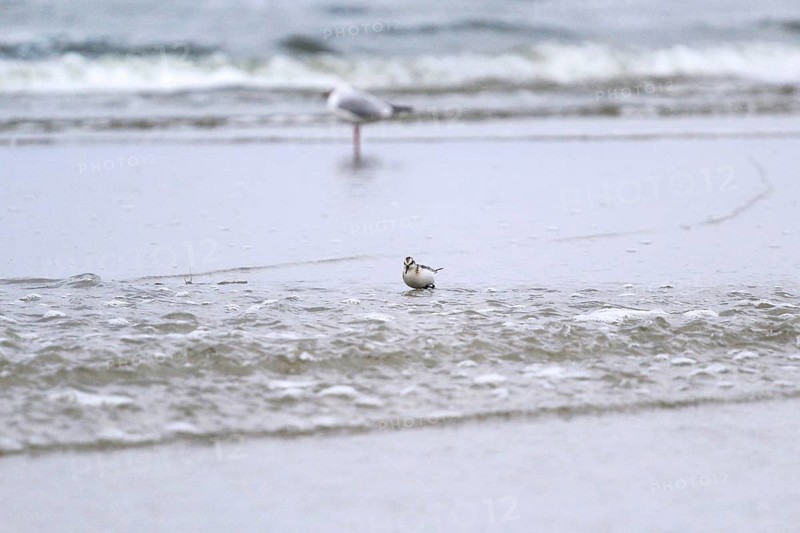 Sanderling Limikole, Usedom, September, Mecklenburg-Western Pomerania, Germany, Europe