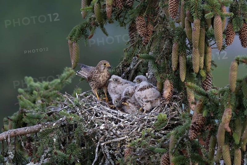 Common kestrel (Falco tinnunculus) at the nest with young birds, Daun, Eifel, Rhineland-Palatinate, Germany, Europe