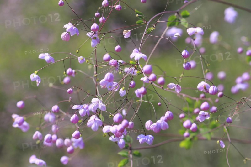 Meadow-rue (Thalictrum), North Rhine-Westphalia, Germany, Europe