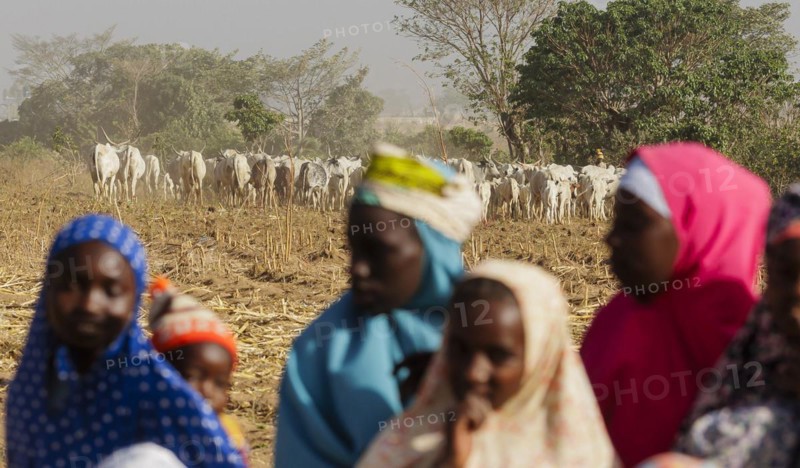 Herd of cattle in Maraban Dare, 07.02.2024. In Nigeria, there is a conflict over resources between sedentary people and Normans, farmers and cattle breeders