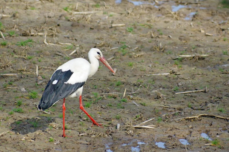 Stork on a field, spring, Wendland, Hitzacker, Lower Saxony, Germany, Europe