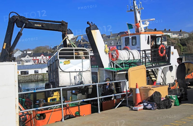 Cow being unloaded from Cape Clear ferry Baltimore harbour, County Cork, Ireland, Irish Republic, Europe