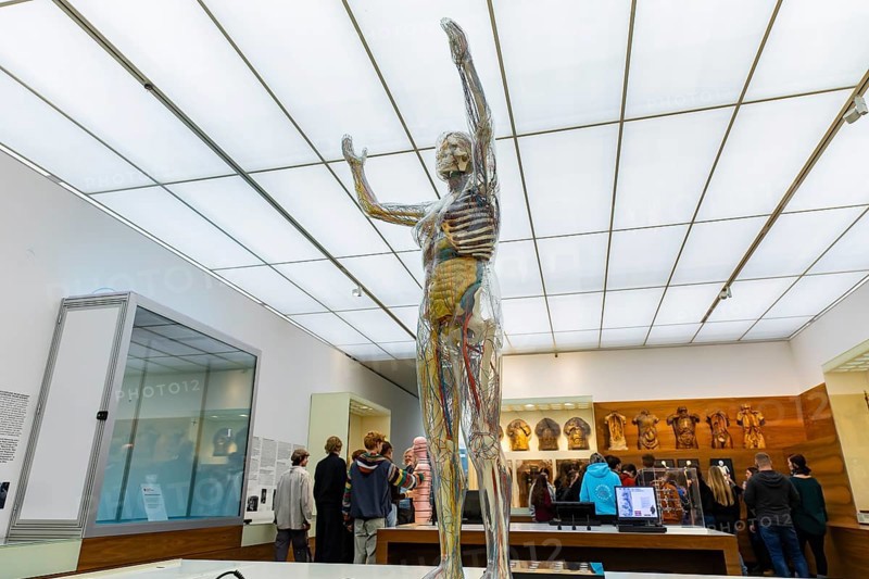 Founded in 1912, the Deutsches Hygiene-Museum is a museum in Dresden. It sees itself as a public forum for science, culture and society. Glass woman 1999
