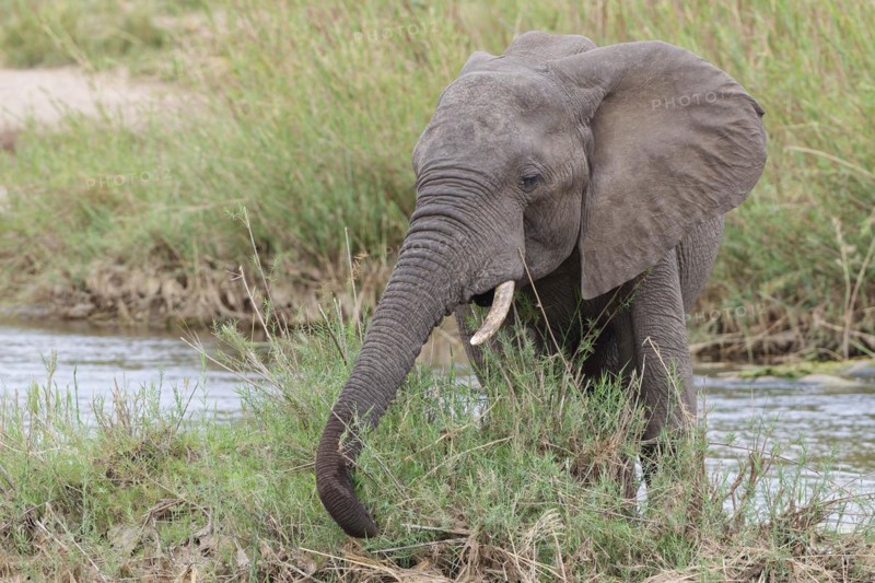 African bush elephant (Loxodonta africana), young adult male feeding on reeds in the bed of the Olifants River, Kruger National Park, South Africa, Africa