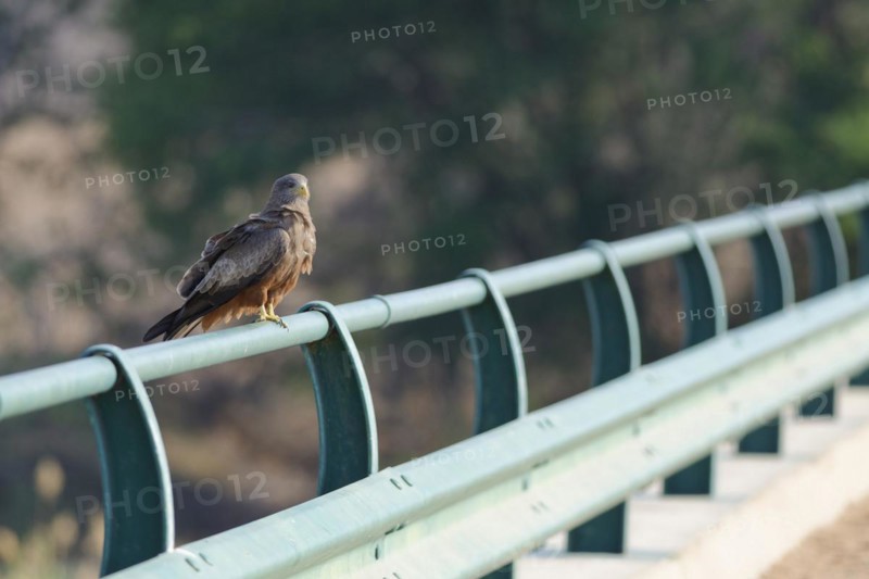 Yellow-billed kite (Milvus aegyptius, adult bird, sitting on the guardrail of the bridge, overlooking the Olifants River, Kruger National Park, South Africa, Africa