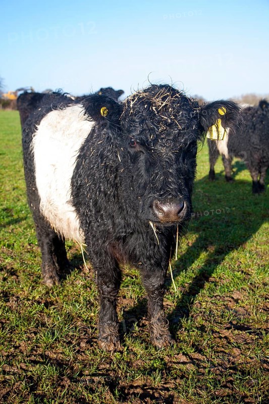 Rare breed Belted Galloway beef cattle herd at Lux farm, Kesgrave, Suffolk, England, United Kingdom, Europe